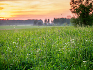 Wall Mural - Stunning sunset scene with green grass field and forest in a far distance. Calm and peaceful mood. Nobody. Nature in a warm sun light. Calm atmosphere.
