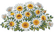 many white daisies in embroidery style on white background, clipart isolated on transparent background, generative ai