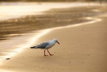 A Lone Seagull On The Beach Wading At The Water's Edge In The Late Afternoon