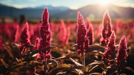 Poster - Amaranth flower field with sunny filter