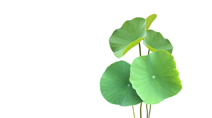Wall Mural - Isolated waterlily or lotus plants with clipping paths.	