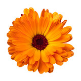 orange flower png isolated on white background 