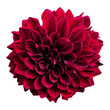 red dahlia png isolated on white background 