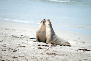 Wall Mural - the two female sea lions greet each other on the beach