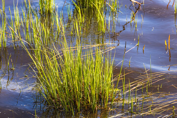 Wall Mural - Tuft of green grass growing in the water