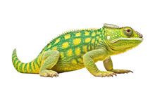 Chameleon Isolated On White HD 8K Wallpaper Stock Photographic Image