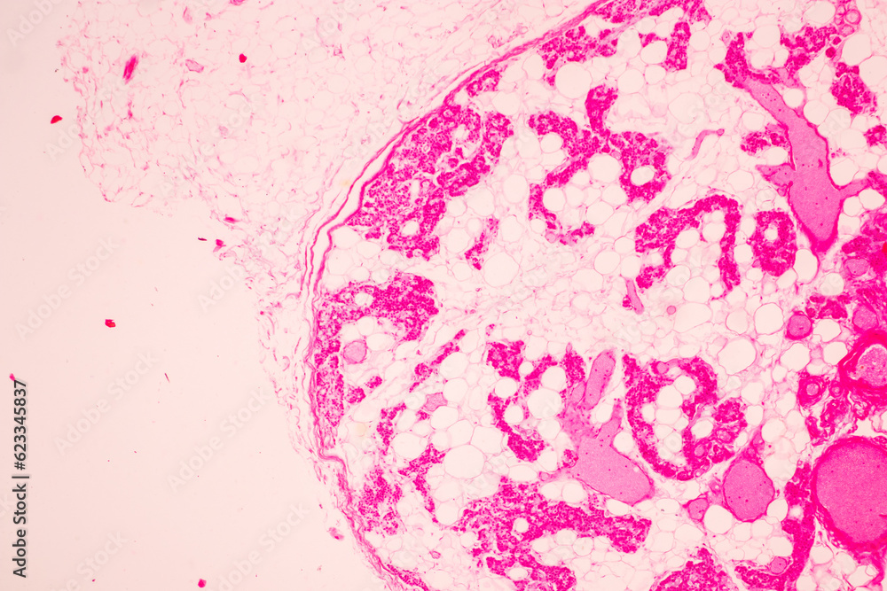 Showing Light micrograph of the Trachea, Thymus, Parathyroid gland and Tonsil  human under the microscope for education in the laboratory.