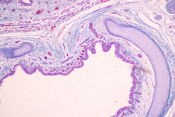 Wall Mural - Showing Light micrograph of the Trachea, Thymus, Parathyroid gland and Tonsil  human under the microscope for education in the laboratory.