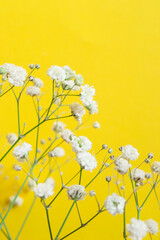 Wall Mural - Gypsophila flowers on yellow background