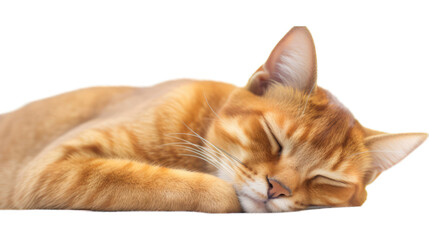 Poster - Sleeping Abyssinian Cat in Peace - Transparent Background