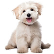 Leinwandbild Motiv Smile maltipool Maltese poodle puppy little dog pet teddy brown white isolated 