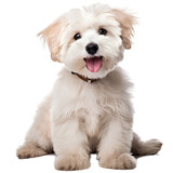 Fototapeta Zwierzęta - Smile maltipool Maltese poodle puppy little dog pet teddy brown white isolated 