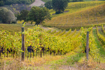 Vineyards and winery among hills, countryside landscape