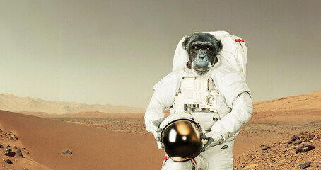 Wall Mural - monkey astronaut in a space suit with a helmet stands in the desert on the red planet mars. animal s
