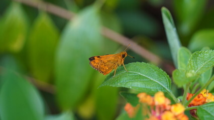 Poster - Potanthus Omahaは、蝶に似た昆虫で、この動物は茶色からオレンジ色をしています。