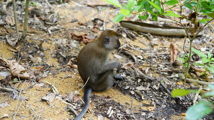 Wall Mural - An adult male vervet monkey (Chlorocebus pygerythrus).