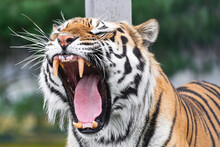 Siberian Tiger, (Panthera Tigris Altaica), Roaring With Open Mouth, Close View