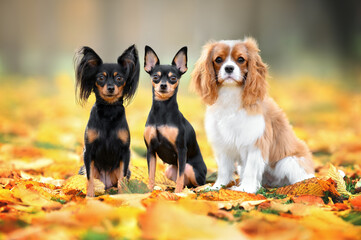 Wall Mural - three small dogs sitting on fallen leaves outdoors in autumn