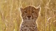 Slow Motion of African Wildlife, Young Cheetah Cub Close Up Face Portrait, Cute Baby Animals in Africa in Beautiful Golden Orange Sunset Light in Long Grass in Masai Mara, Kenya, Maasai Mara