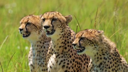 slow motion shot of group of cheetahs together breathing heavily on luscious african plain, panting 