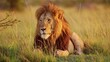 Slow Motion of Male lion, Africa Wildlife Animal in Maasai Mara National Reserve in Kenya on African Safari, Close Up Portrait in Masai Mara, Beautiful Portrait with Big Mane in Morning Sunlight