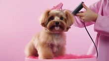 Professional Groomer Gives Cute Little Dog Trendy Haircut At Zoo Salon. Dog Grooming