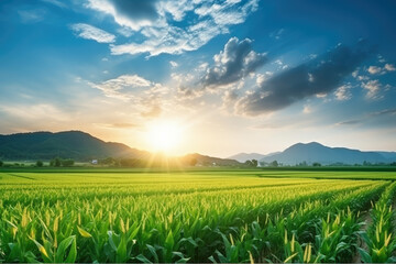 Wall Mural - Green farm field at evening sunset