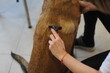 © Ruzica - Dog grooming, Pets and pet friendly