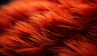 canvas print picture - red orange fur hair macro