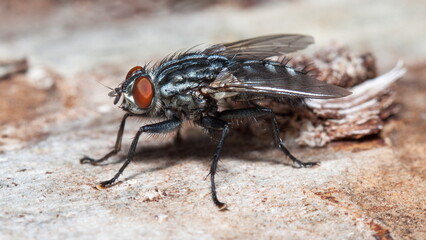 close up of a fly