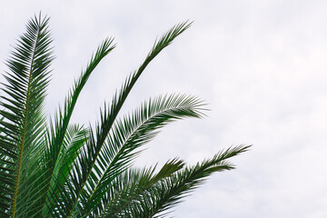  green palm leaves pattern, leaf closeup isolated against blue sky with clouds. coconut palm tree brances at tropical coast, summer beach background. travel, tourism or vacation concept, lifestyle