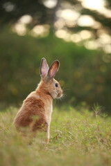 Wall Mural - Adult rabbit in green field in spring. Lovely bunny has fun in fresh garden. Adorable rabbit plays and is relax in nature green grass.