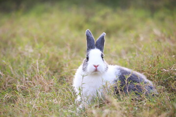 Wall Mural - Adult rabbit in green field in spring. Lovely bunny has fun in fresh garden. Adorable rabbit plays and is relax in nature green grass.