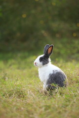 Wall Mural - Adult rabbit in green field in spring. Lovely bunny has fun in fresh garden. Adorable rabbit plays and is relax in nature green grass.
