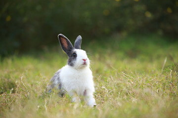 Wall Mural - Adult rabbit in green field in spring. Lovely bunny has fun in fresh garden. Adorable rabbit plays and is relax in nature green grass.