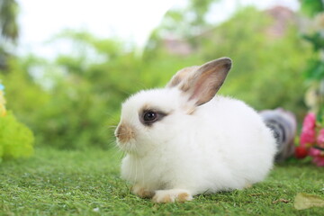 Wall Mural - Cute little rabbit on green grass with natural bokeh as background during spring. Young adorable bunny playing in garden. Lovely pet at park