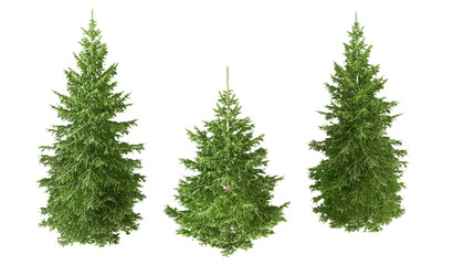 christmas tree isolated on white