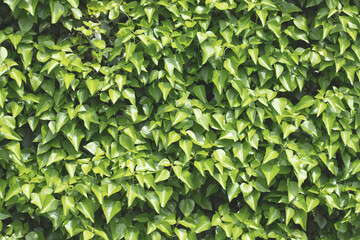 Wall Mural - Green leaves spring background