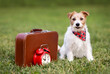 Happy dog waiting with a retro suitcase and alarm clock. Pet hotel, travel, vacation or holiday background.