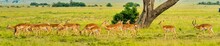 A Panorama Of A Herd Of Impala Antelope In The Maasai Mara, Kenya