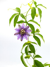 Passionflower Passiflora Incarnata X Cincinnata Incense Hybrid. Maypop Or Passion Vine. Larger Purple Flowers And Leaves With Five Lobes Are Traits Of ‘Incense’ Isolated On White Background