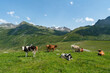Panoramablick über die Silvretta mit Kühen auf der Weide, viele farbige Blumen auf grünen Wiesen, Wälder und Berge im Hintergrund. Sommer in Vorarlberg, Österreich