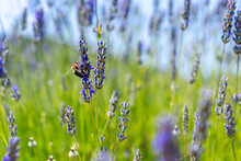 Bee Pollinating Lavender In Hvar Croatia