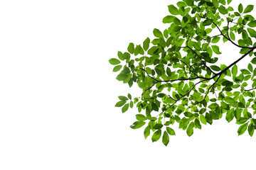 branch leaves or green leaf isolated. tree leaf frame