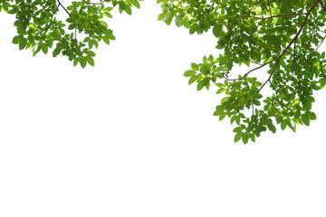 branch leaves or green leaf isolated. tree leaf frame