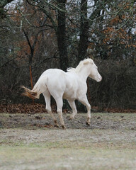 Wall Mural - White horse running at gallop through Texas winter field.