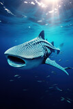 Fototapeta Zwierzęta - Whale shark swimming in the ocean