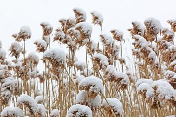 Poster - Snow on reeds in winter