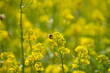 Biene sammelt Nektar auf gelber Ölrettichblüte