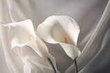 White wedding nature lily beauty blossom plant flower flora calla